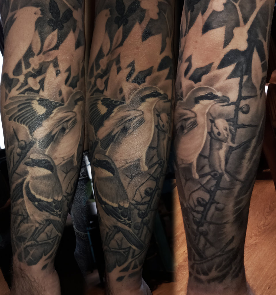 tövisszúró gébics tetoválás, birds of prey tattoo